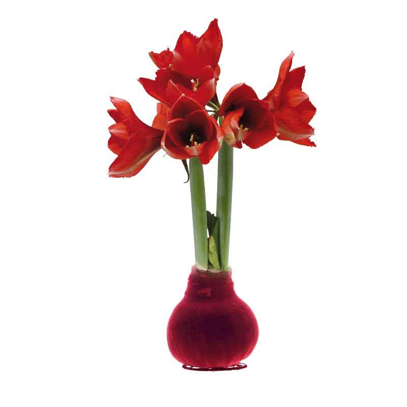 Velvet Amaryllis Wax Bulb - Set of 3